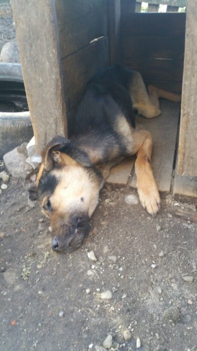 У міліцыі расказалі пра прычыны нападу жывёл і пра жорсткае абыходжанне з чатырохногімі У міліцыі расказалі пра прычыны нападу жывёл і пра жорсткае абыходжанне з чатырохногімі