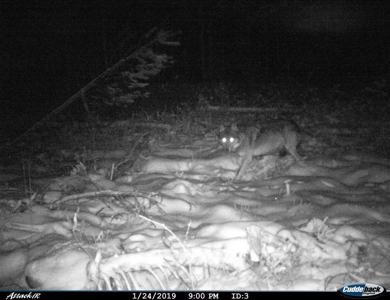 В Беларуси застрелили волка, которому выбирали имя всей страной