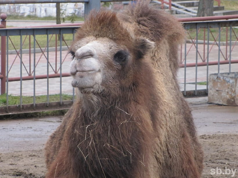 В Гродненском зоопарке завершается зимовка. Верблюд вышел в вольер, а медведи еще спят