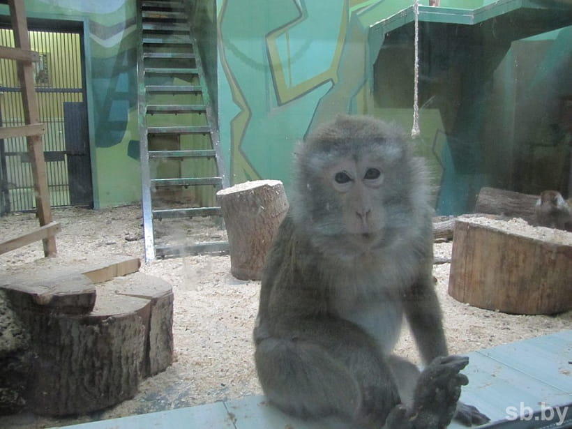У Гродзенскім заапарку завяршаецца зімоўка. Вярблюд выйшаў у вальер, а мядзведзі яшчэ спяць У Гродзенскім заапарку завяршаецца зімоўка. Вярблюд выйшаў у вальер, а мядзведзі яшчэ спяць