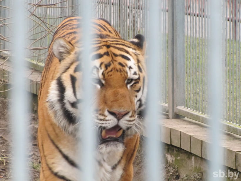 У Гродзенскім заапарку завяршаецца зімоўка. Вярблюд выйшаў у вальер, а мядзведзі яшчэ спяць У Гродзенскім заапарку завяршаецца зімоўка. Вярблюд выйшаў у вальер, а мядзведзі яшчэ спяць
