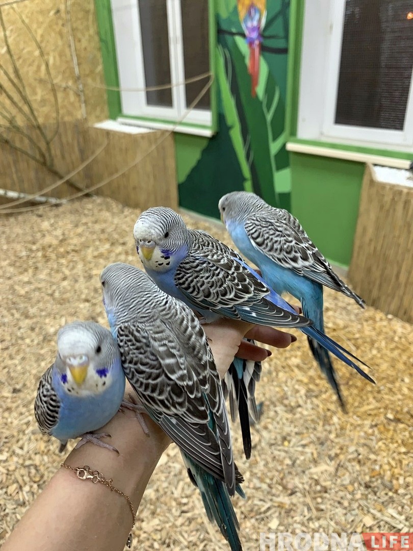 “Папугаі могуць пакутаваць ад дэпрэсіі або не знайсці сабе пару”. Арнітолагі і зааабаронцы пра гродзенскую “Папугайню” “Папугаі могуць пакутаваць ад дэпрэсіі або не знайсці сабе пару”. Арнітолагі і зааабаронцы пра гродзенскую “Папугайню”