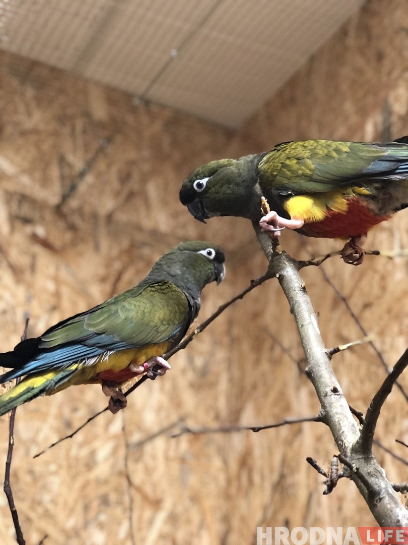 “Папугаі могуць пакутаваць ад дэпрэсіі або не знайсці сабе пару”. Арнітолагі і зааабаронцы пра гродзенскую “Папугайню” “Папугаі могуць пакутаваць ад дэпрэсіі або не знайсці сабе пару”. Арнітолагі і зааабаронцы пра гродзенскую “Папугайню”