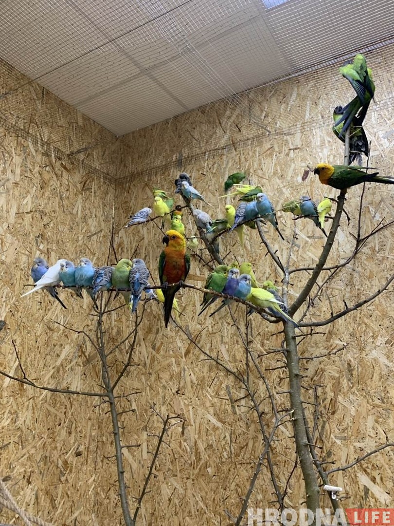 “Папугаі могуць пакутаваць ад дэпрэсіі або не знайсці сабе пару”. Арнітолагі і зааабаронцы пра гродзенскую “Папугайню” “Папугаі могуць пакутаваць ад дэпрэсіі або не знайсці сабе пару”. Арнітолагі і зааабаронцы пра гродзенскую “Папугайню”