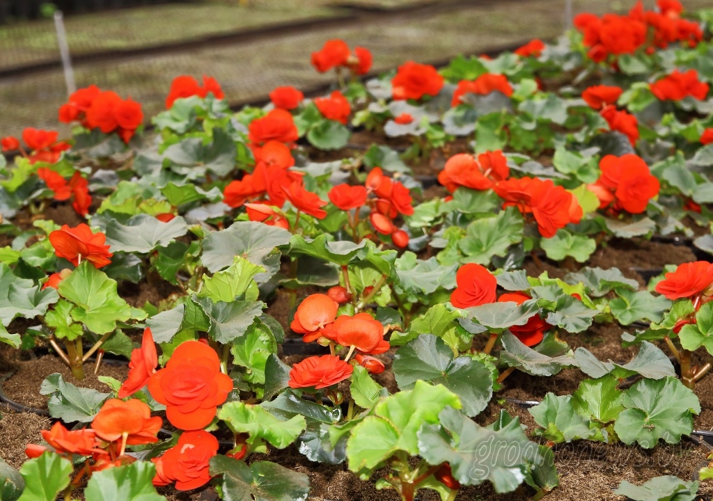 600 тысяч кветак высадзяць у Гродне гэтай вясной