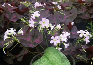 "Не засаджваць горад лесам, а добраўпарадкаваць тое, што ёсць". Як будуць азеляняць Гродна да 2030 года