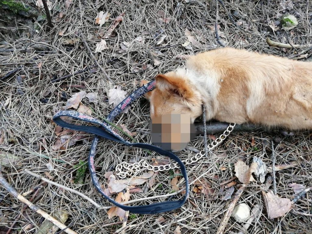 "Так хатніх жывёл не хаваюць". На Вішняўцы задушылі сабаку?