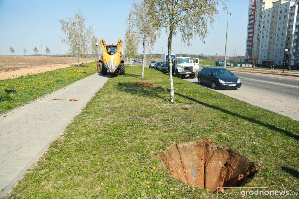 Як у Гродне выкарыстоўваюць «Вялікі Джон» - машыну для перасадкі вялікіх дрэў