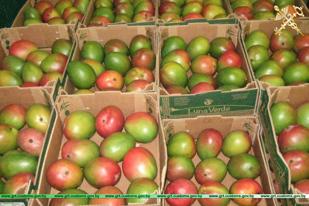 Кіроўца знішчаў дакументы на мяжы, каб ніхто не даведаўся, колькі каштуе яго папайя Кіроўца знішчаў дакументы на мяжы, каб ніхто не даведаўся, колькі каштуе яго папайя