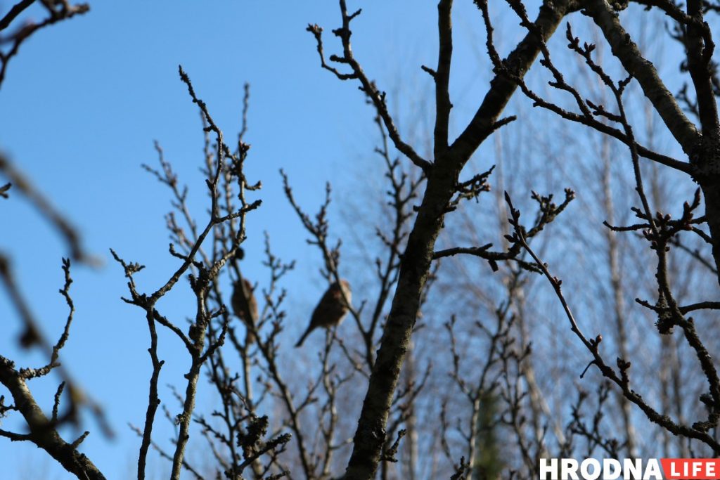 Стало тепло - это Hrodna.life в пуще позвал весну! Смотрите фоторепортаж