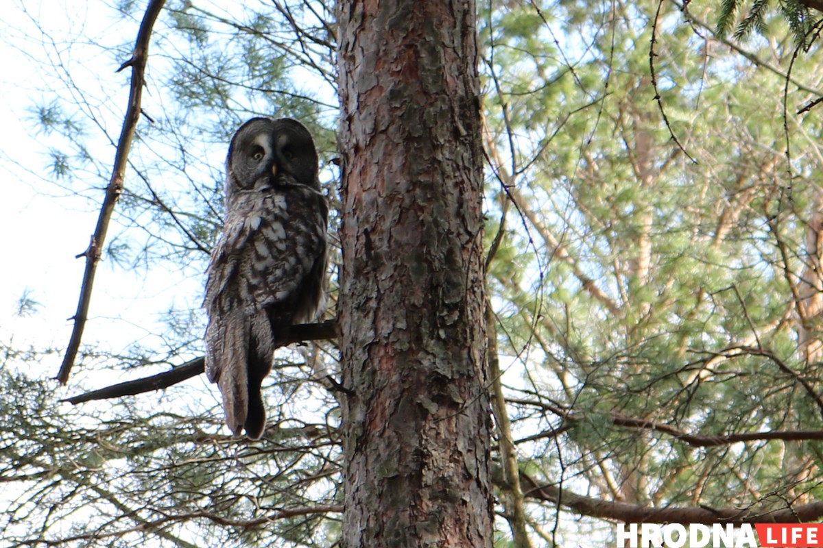 Стало тепло - это Hrodna.life в пуще позвал весну! Смотрите фоторепортаж