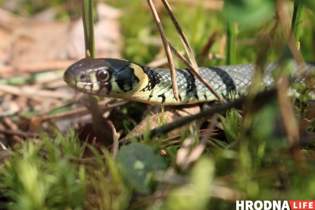 Стало тепло - это Hrodna.life в пуще позвал весну! Смотрите фоторепортаж