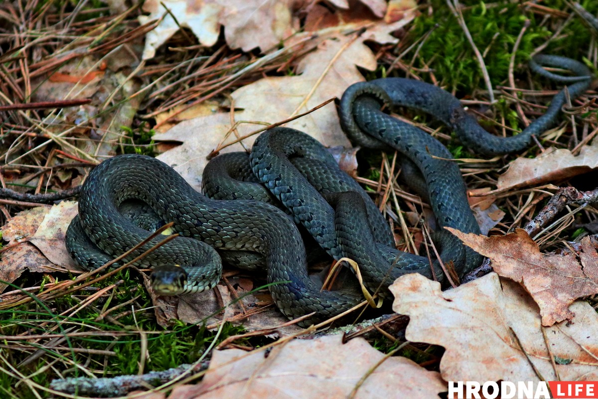 Стало тепло - это Hrodna.life в пуще позвал весну! Смотрите фоторепортаж