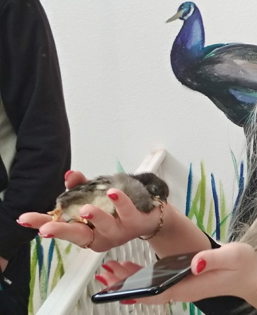 У Гродне праверылі кантактны заапарк: уладальнікам пагражае штраф да 1 275 рублёў