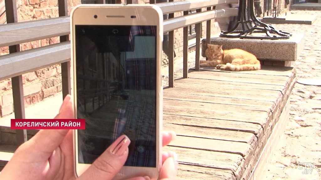 В Мирском замке собираются оформить на работу двух котов