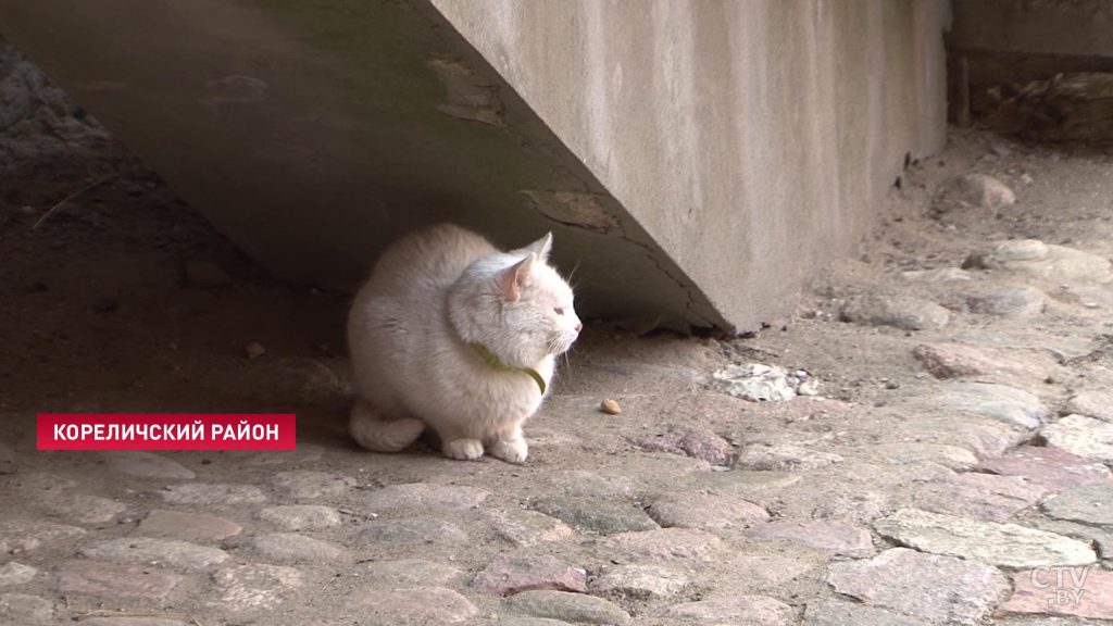 В Мирском замке собираются оформить на работу двух котов