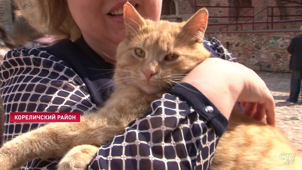 В Мирском замке собираются оформить на работу двух котов