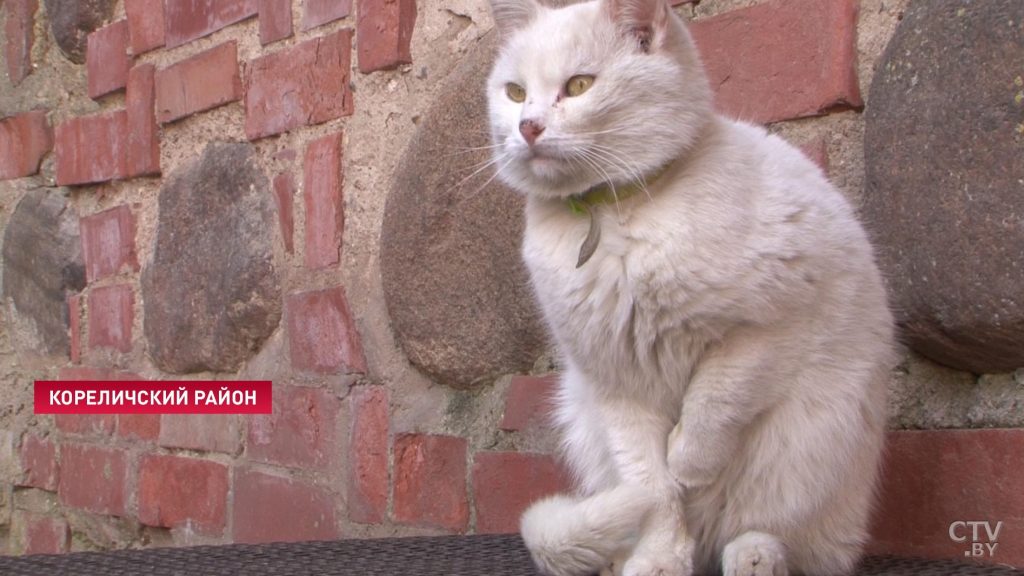 В Мирском замке собираются оформить на работу двух котов