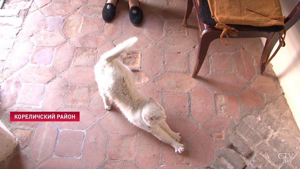 В Мирском замке собираются оформить на работу двух котов