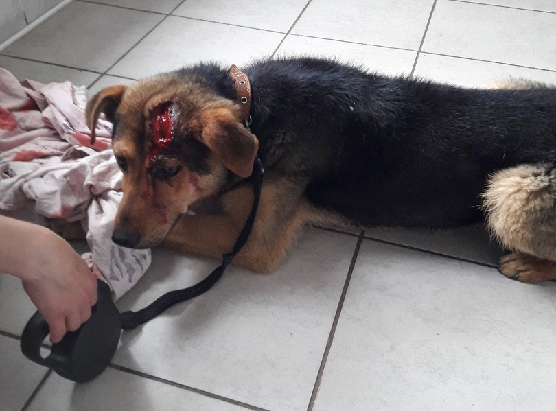 Ударили топором или лопатой: в Ольшанке снова жестокое обращение с животными