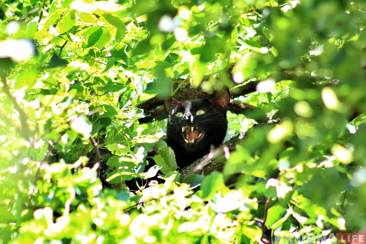 Смотрите, как в центре Гродно спасали Малыша (но он потом пропал)