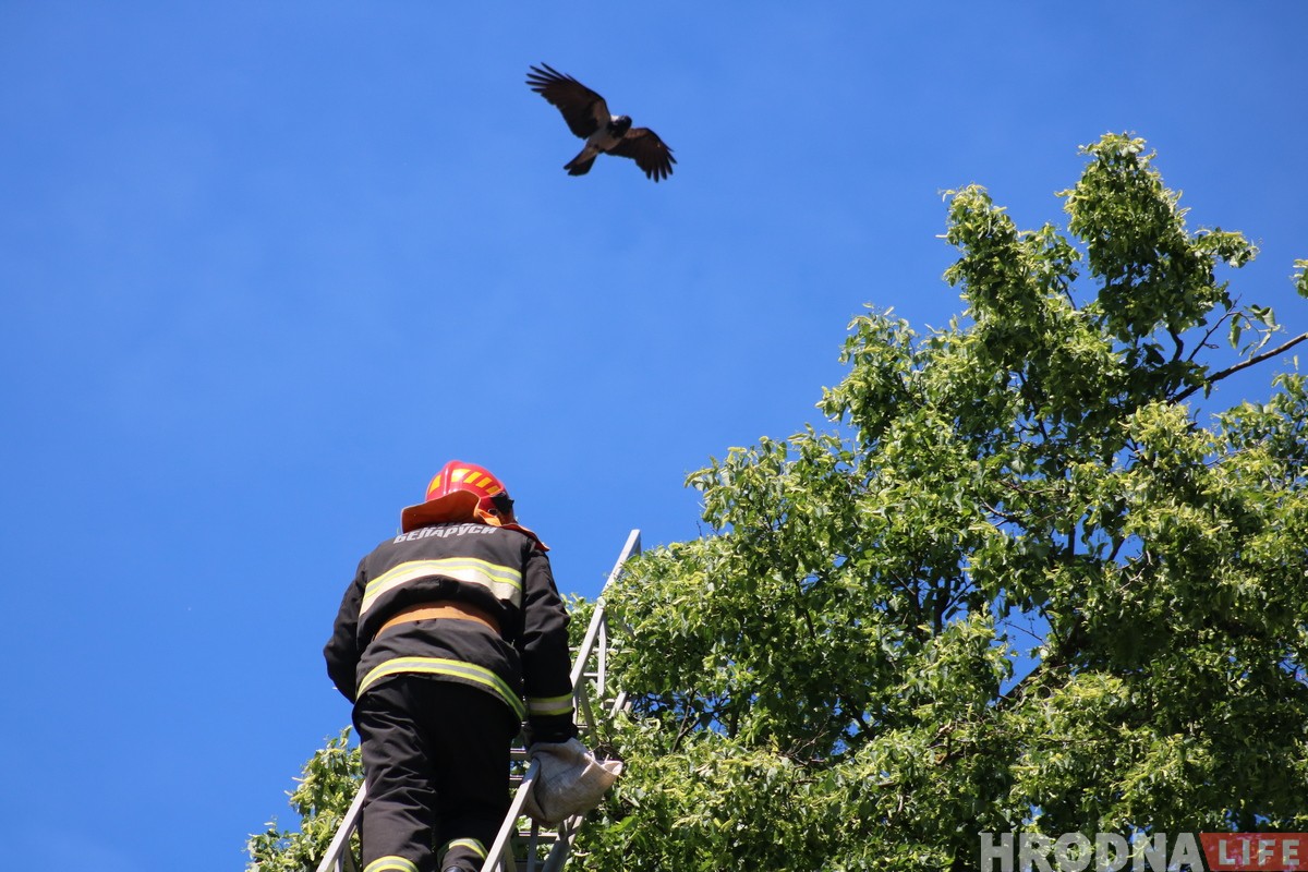 Глядзіце, як у цэнтры Гродна ратавалі Малыша (але ён потым знік) Глядзіце, як у цэнтры Гродна ратавалі Малыша (але ён потым знік)