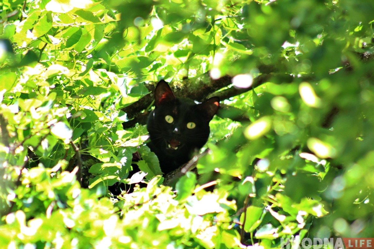 Глядзіце, як у цэнтры Гродна ратавалі Малыша (але ён потым знік) Глядзіце, як у цэнтры Гродна ратавалі Малыша (але ён потым знік)
