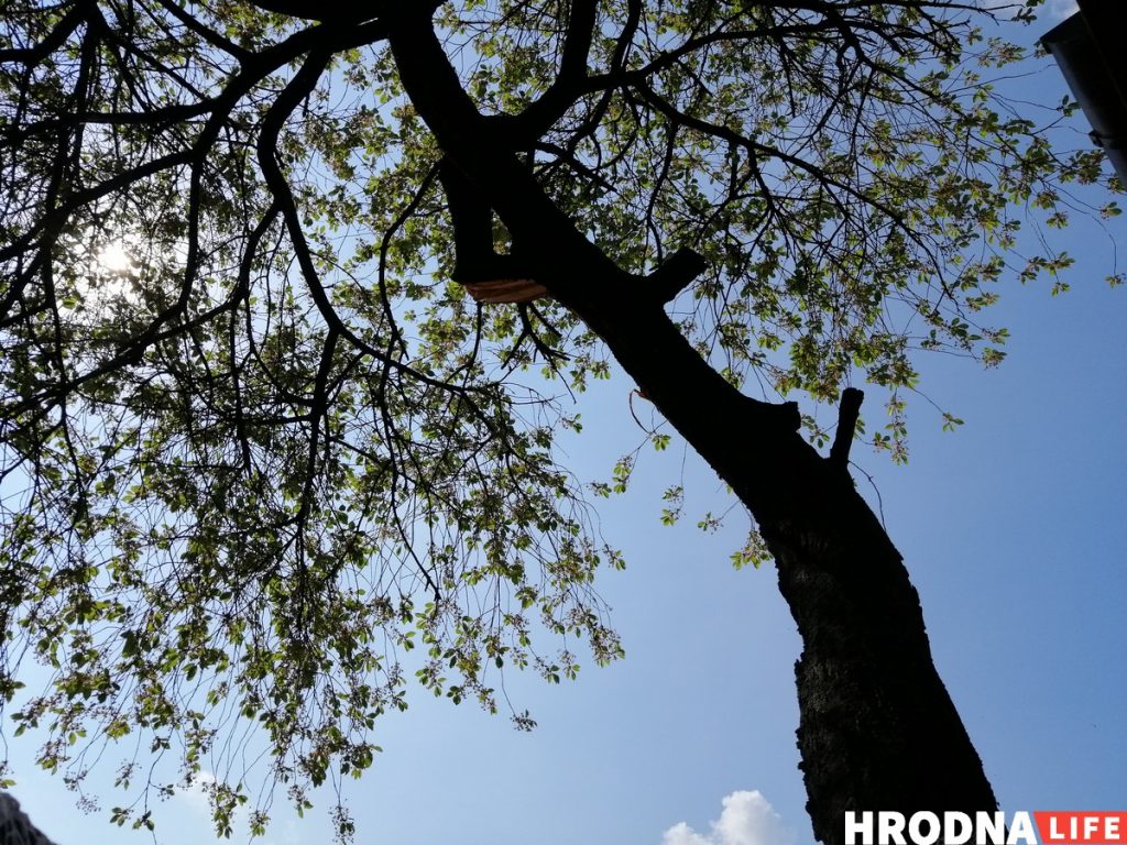 Відэафакт: Ламалі вішню экскаватарам, бо не было пілаў