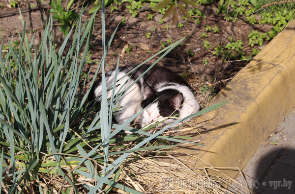 Маленькая улица с большой историей — репортаж с 1 Мая, где дворы утопают в цветах, но не хватает тишины и воды