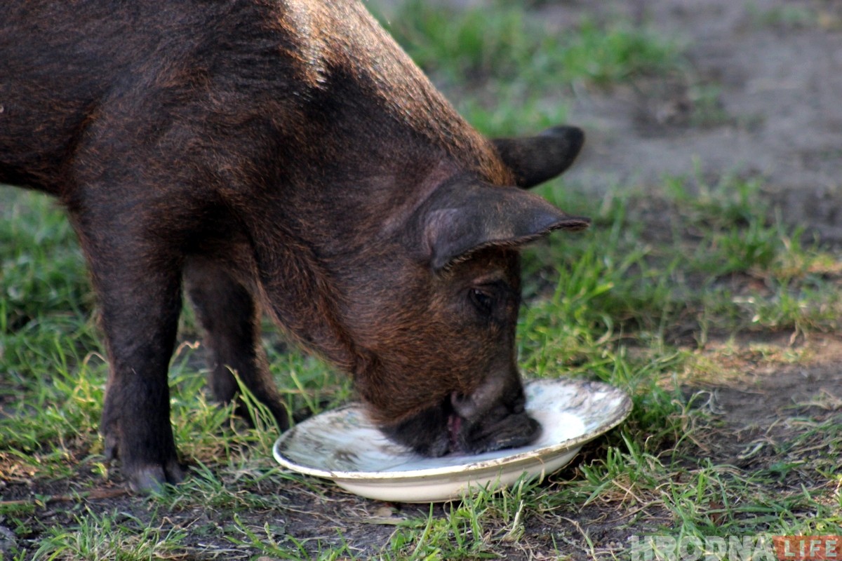 «Очень трудно было расставаться». Поросенок Фунтик и уличный музыкант закончили выступать в Гродно