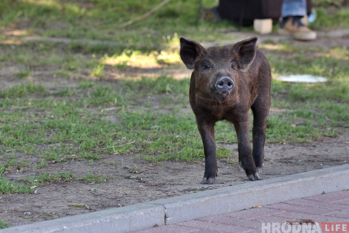 «Очень трудно было расставаться». Поросенок Фунтик и уличный музыкант закончили выступать в Гродно