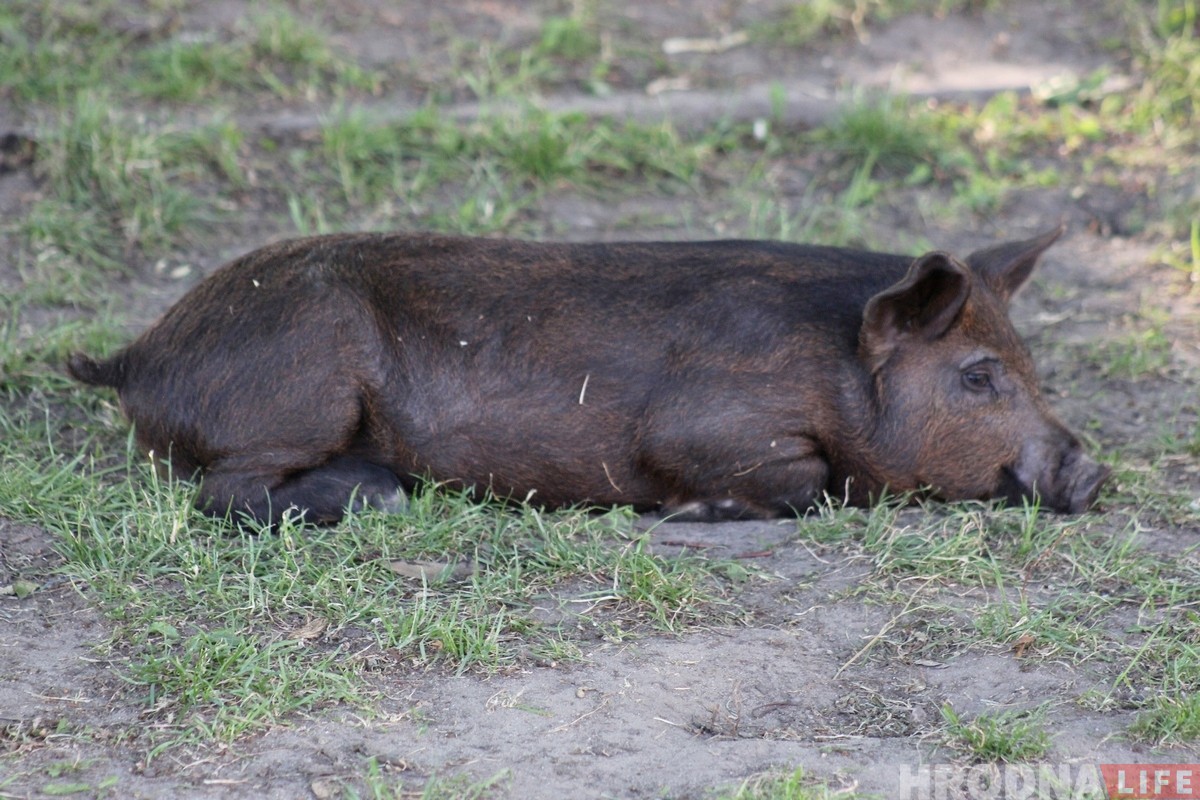 «Очень трудно было расставаться». Поросенок Фунтик и уличный музыкант закончили выступать в Гродно