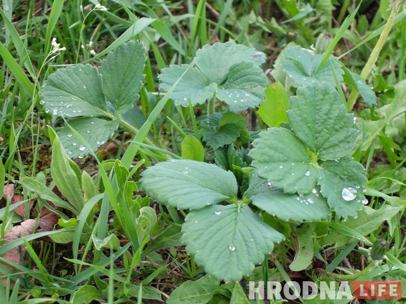 Трава у дома: гродненка 5 лет готовит сорняки и готова поделиться рецептами