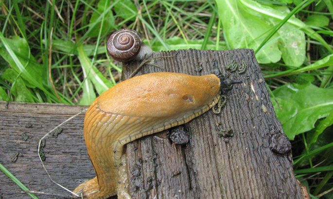 Гродненские ежики едят инвазивных испанских улиток. Это очень хорошо