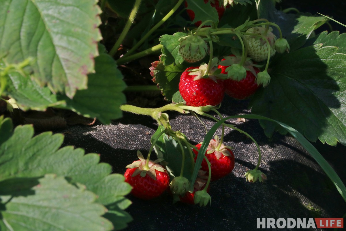 Горячая клубника и черная пятница. Сколько на самом деле стоит беларусская ягода