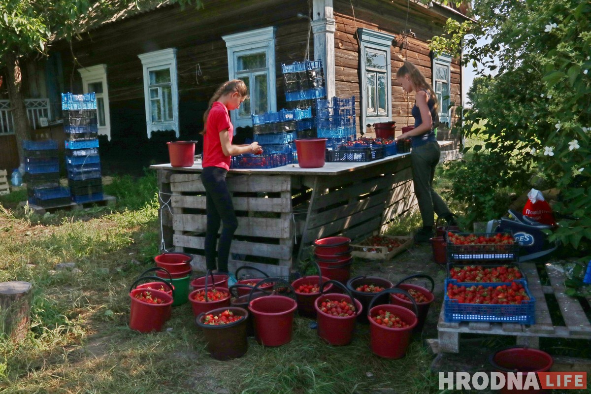 Горячая клубника и черная пятница. Сколько на самом деле стоит беларусская ягода