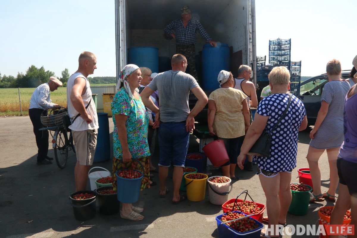 Горячая клубника и черная пятница. Сколько на самом деле стоит беларусская ягода