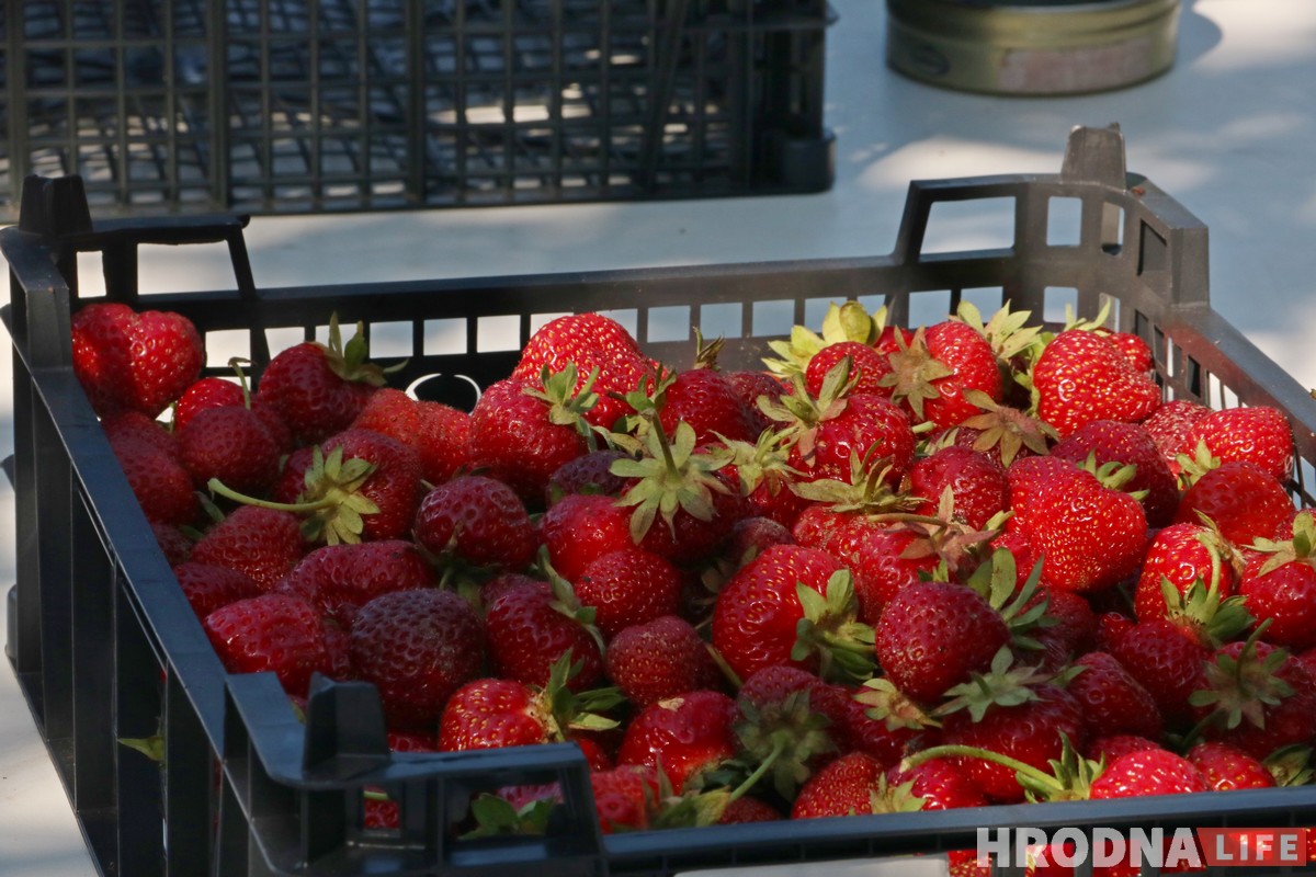 Горячая клубника и черная пятница. Сколько на самом деле стоит беларусская ягода