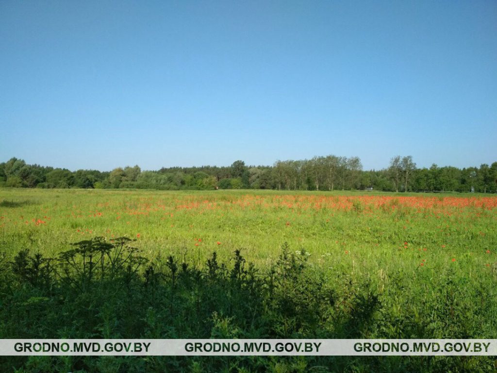 Гродзенская міліцыя знішчыла на адным полі амаль дзве тоны маку