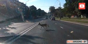 У Гродне прапануюць бясплатны шынамантаж для тых, хто возьме сабе сабаку ці котку