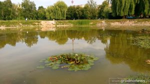 У Гродзенскай вобласці пачынаецца сезон збору бярозавага соку