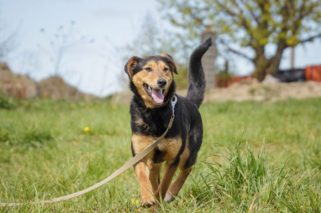 Сябры, якіх абіраюць. Кот, котка ці два сабакі