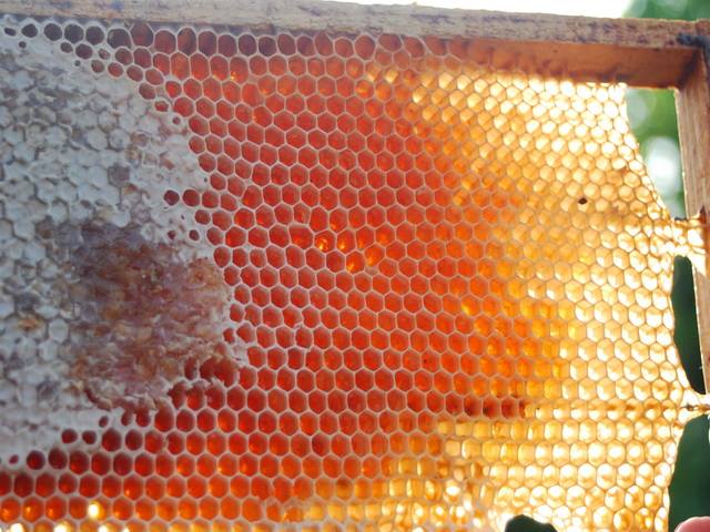 "Это как съездить в Севилью не покидая Гродно". Фламенко, стихи и мед ждут участников мастер-класса