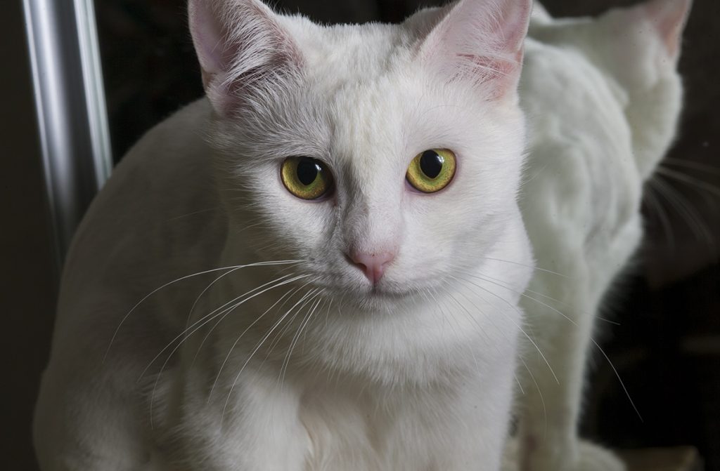 Сябры, якіх абіраюць. Кот, котка ці два сабакі