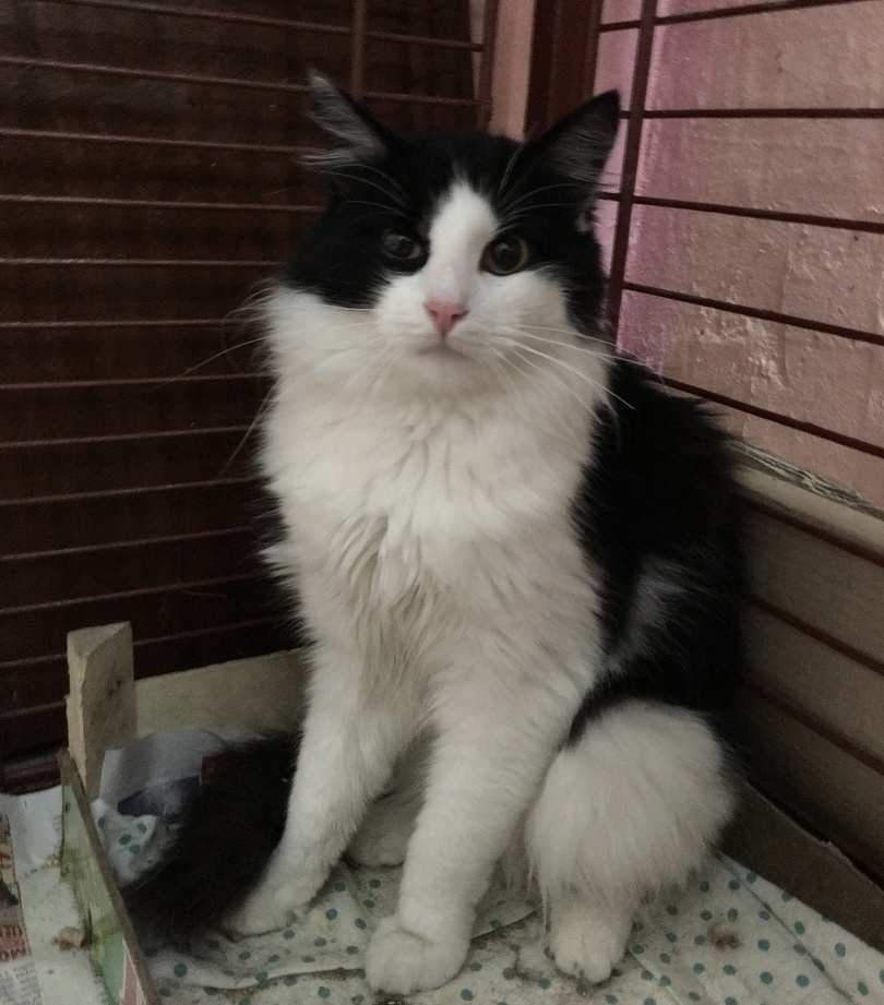 Сябры, якіх абіраюць. Кот, котка ці два сабакі