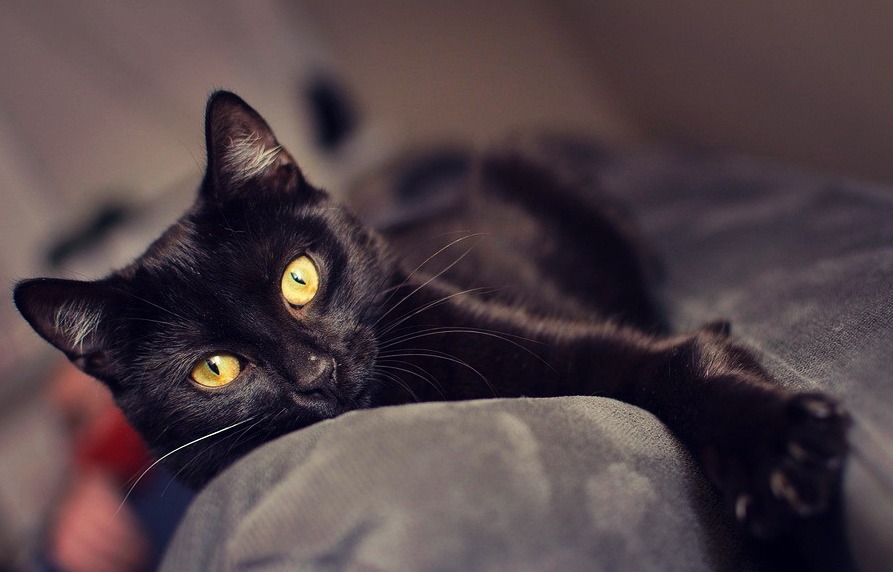 Животные ищут дом: две собаки и кот, которые могут стать вашими друзьями