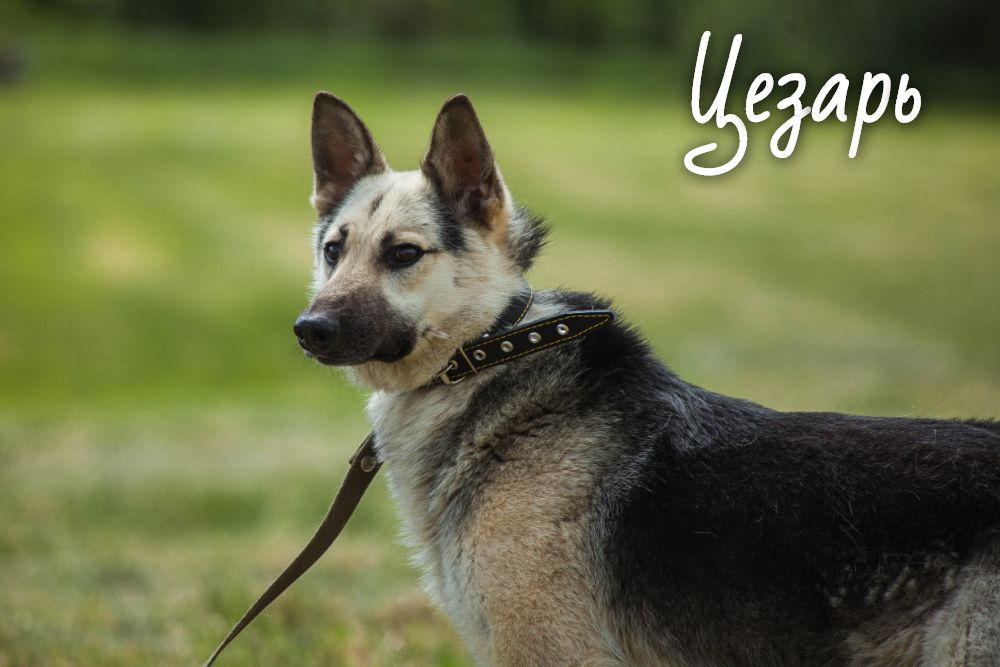 Животные ищут дом: две собаки и кот, которые могут стать вашими друзьями