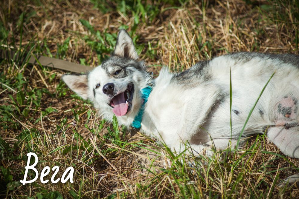 Животные ищут дом: две собаки и кот, которые могут стать вашими друзьями