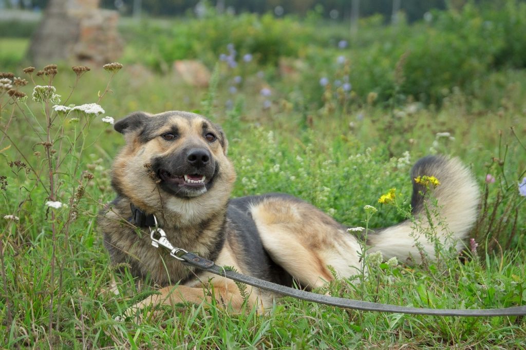 Сябры, якіх абіраюць. Кот, котка ці два сабакі