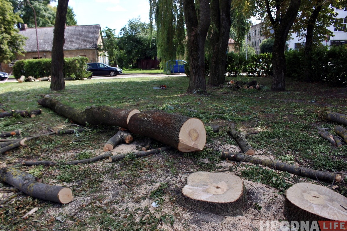 На Ваўковіча высякуць 14 старых дрэў. Мясцовыя жыхары абураныя